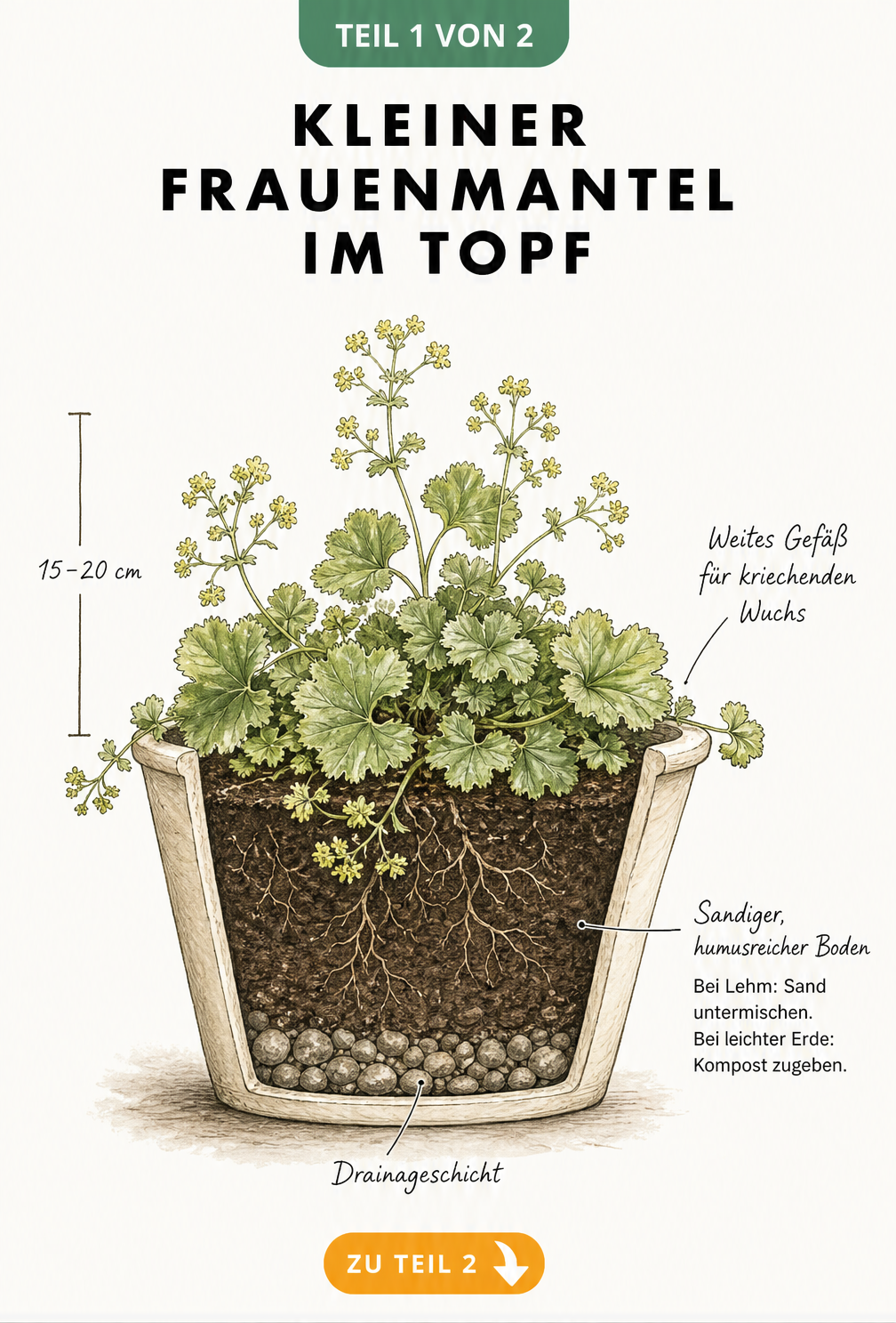 Botanische Illustration eines Kleinen Frauenmantels im Topf mit Querschnitt der Erdschichten und Drainage
