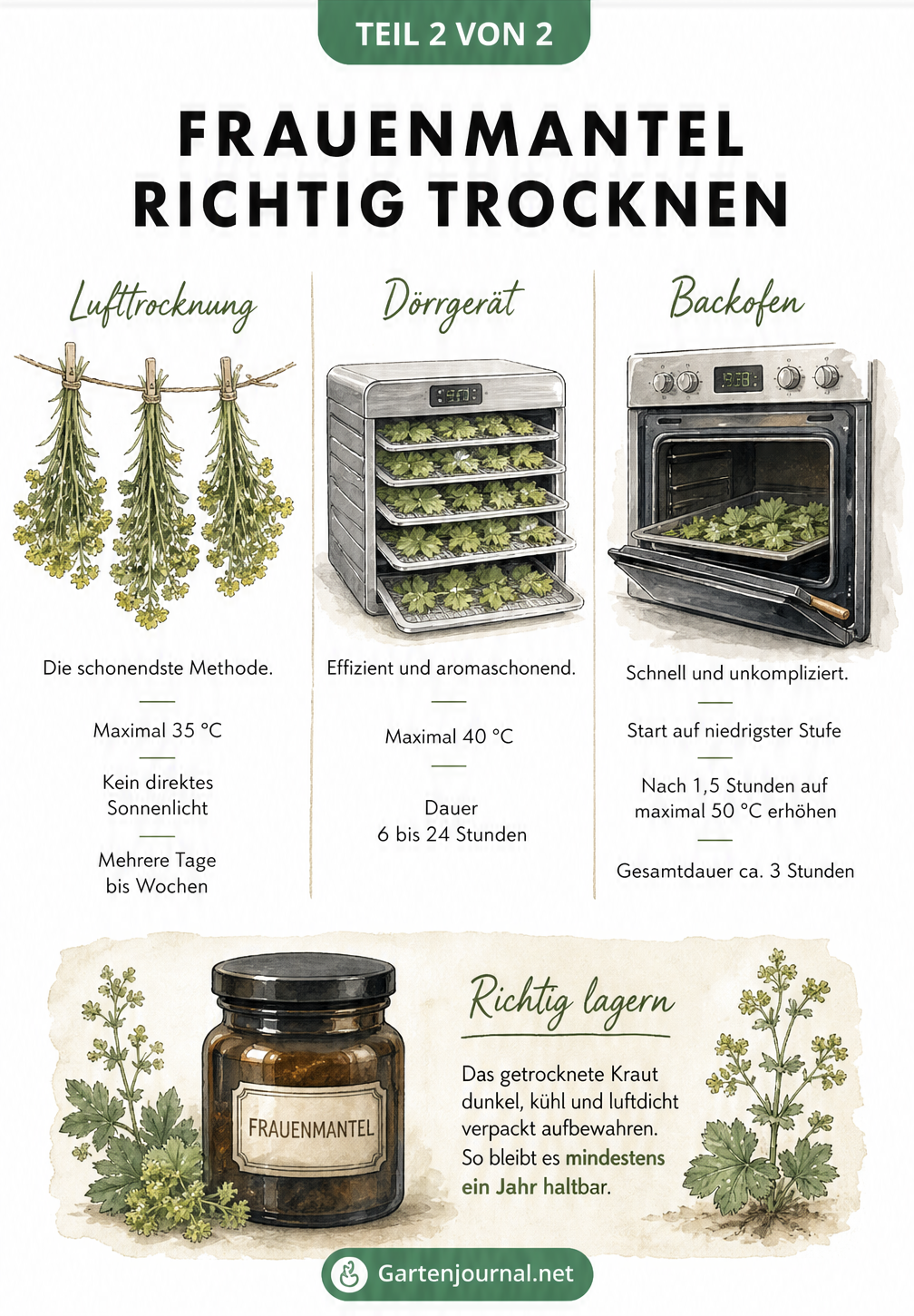 Illustration der drei Trocknungsmethoden für Frauenmantel: Lufttrocknung, Dörrgerät und Backofen