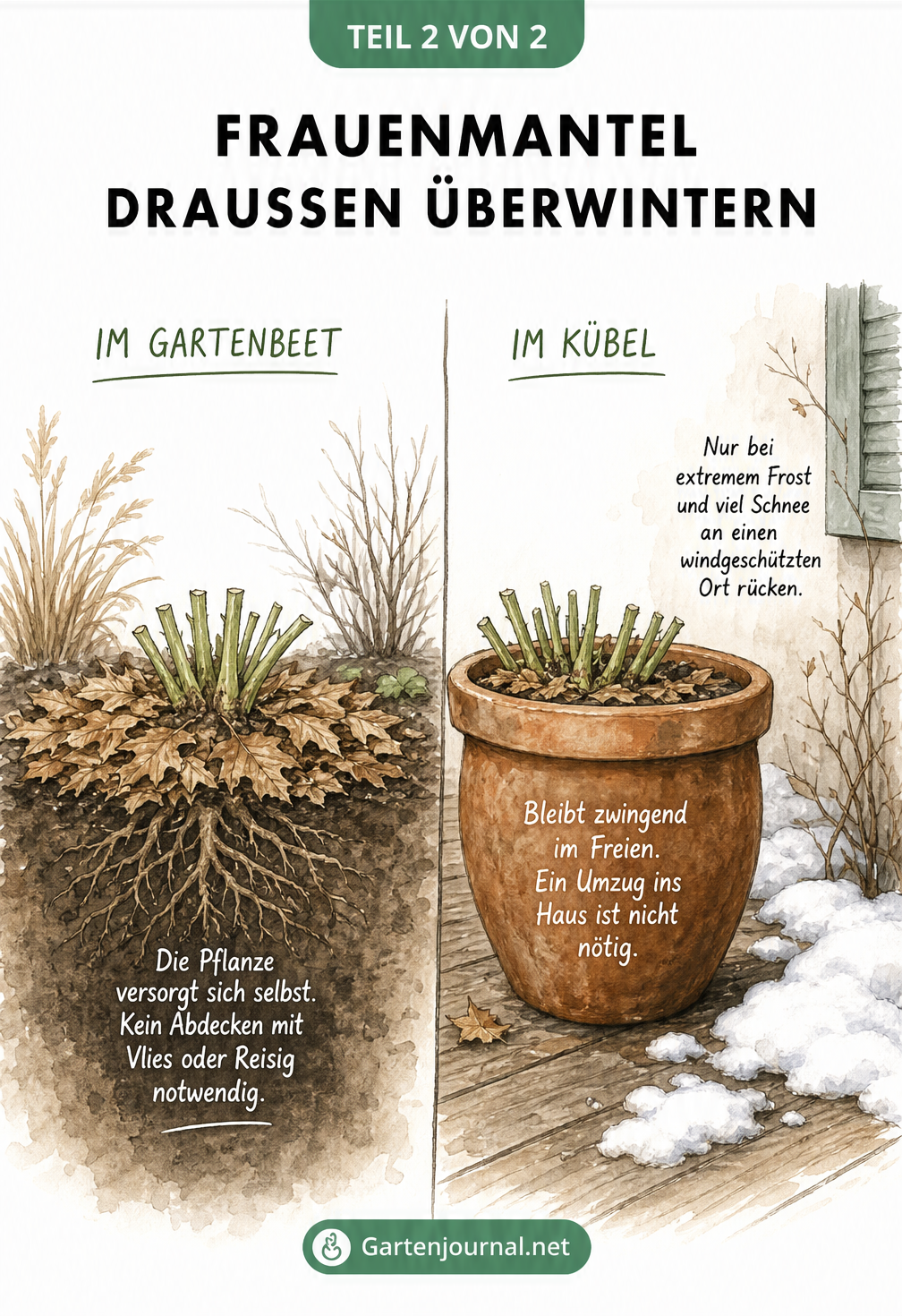 Vergleich der Überwinterung von Frauenmantel im Gartenbeet und im Topf.