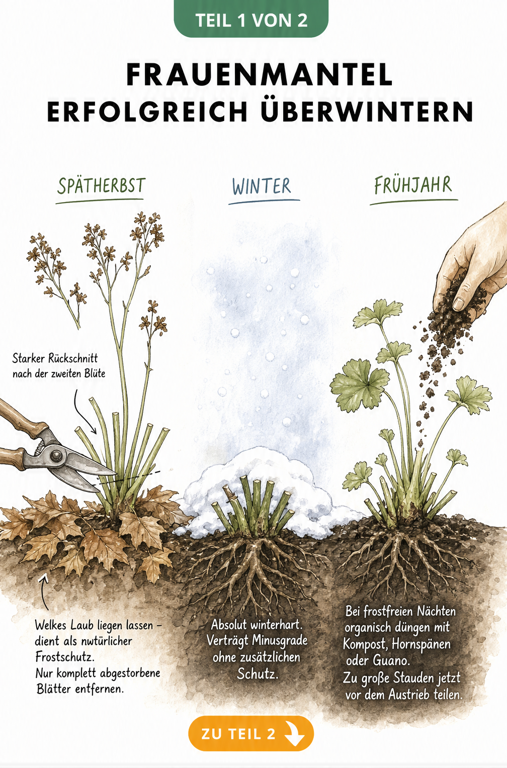 Botanische Illustration des Frauenmantels im Jahresverlauf: Rückschnitt im Herbst, Ruhephase im Winter und Austrieb im Frühjahr.