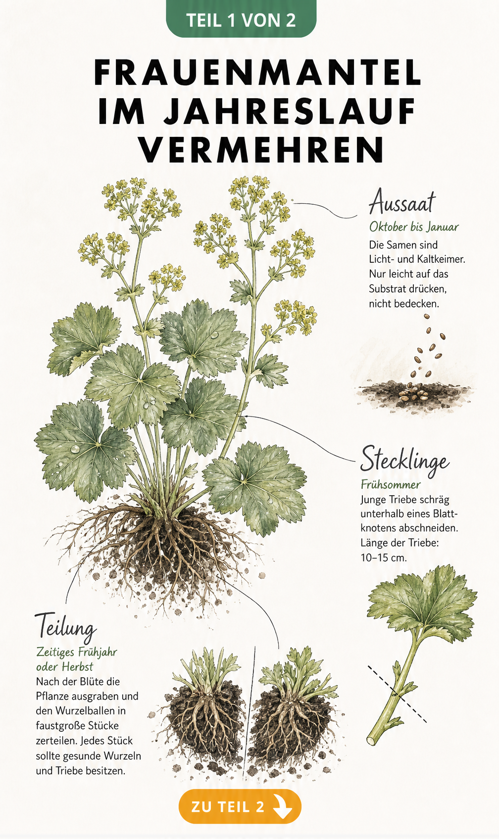 Botanische Handzeichnung eines Frauenmantels mit Details zur Vermehrung durch Teilung, Stecklinge und Aussaat