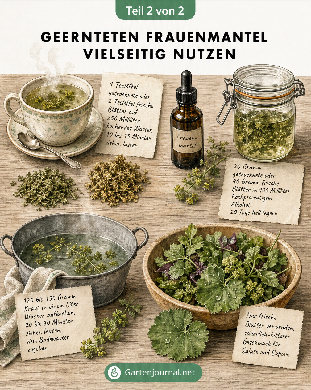 Illustration verschiedener Anwendungen für geernteten Frauenmantel wie Tee, Tinktur, Badezusatz und Salat