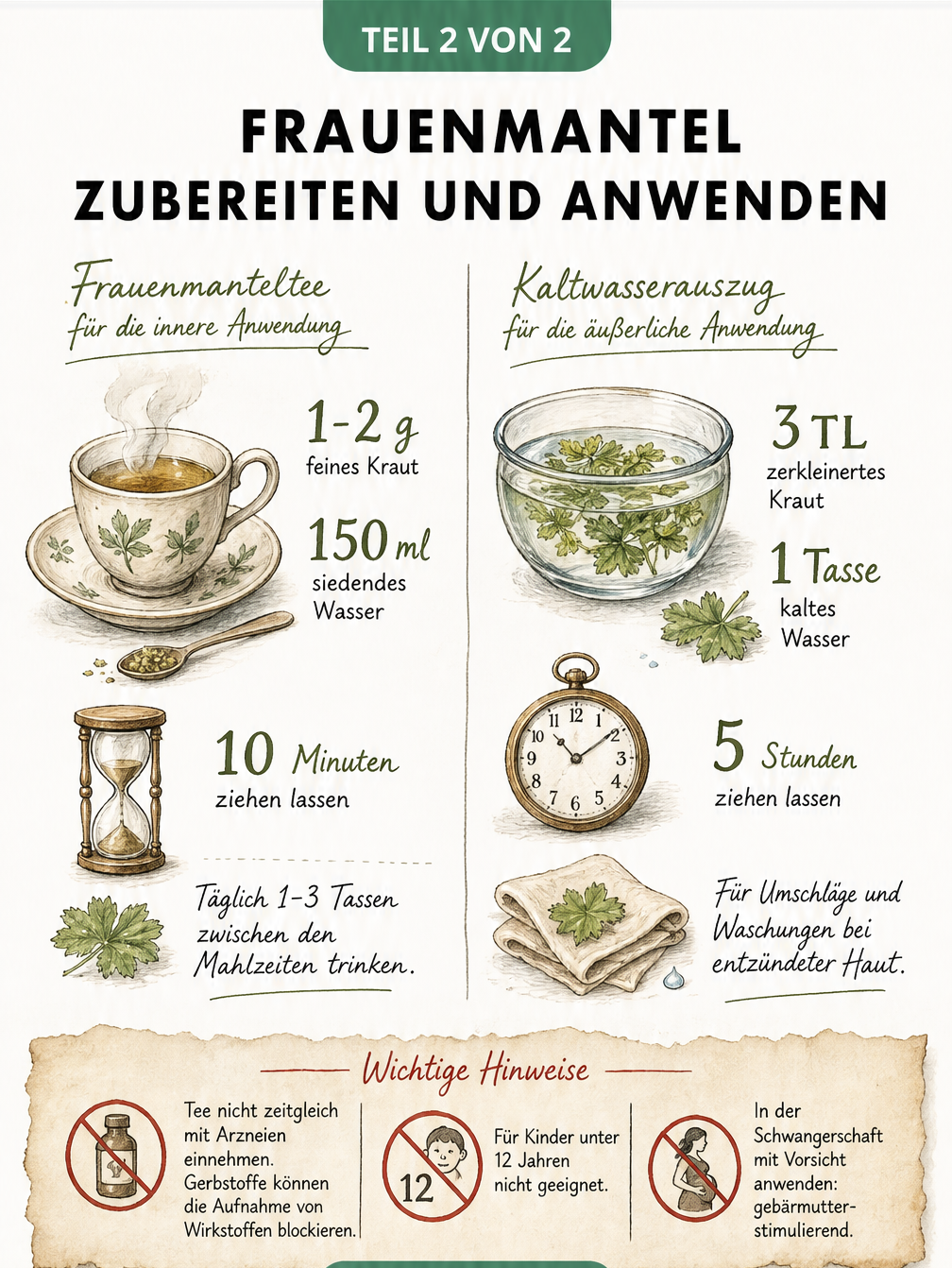 Anleitung zur Zubereitung von Frauenmantel als Tee und Kaltwasserauszug mit wichtigen Hinweisen