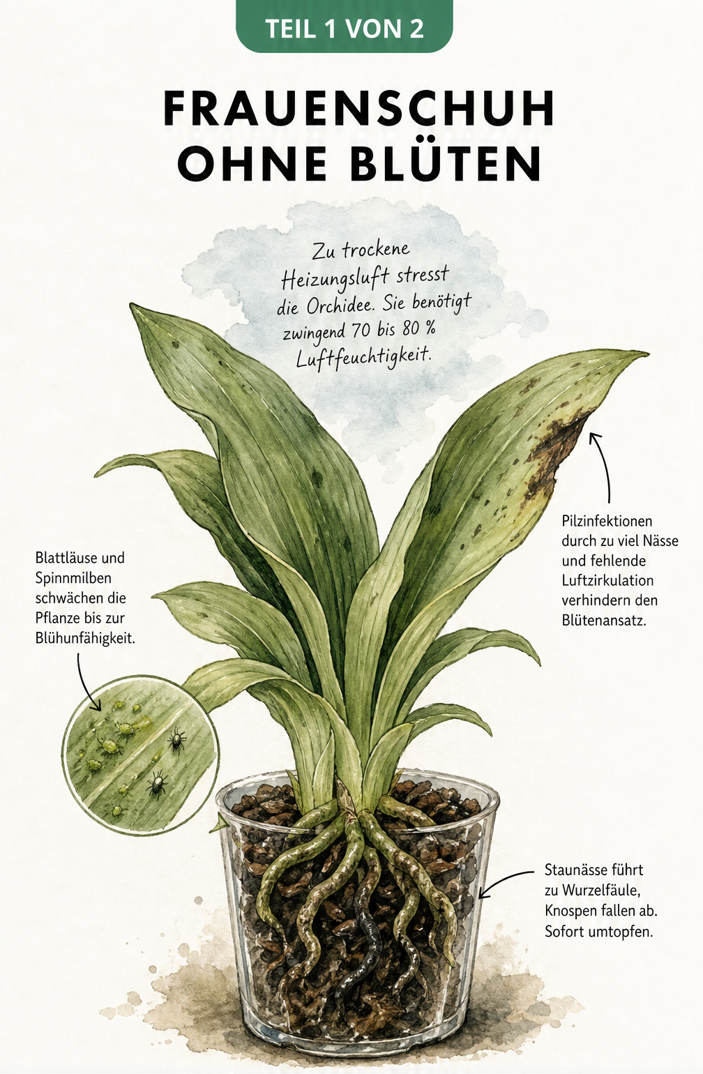 Botanische Illustration einer Frauenschuh-Orchidee ohne Blüten, die Ursachen wie Staunässe, Schädlinge, trockene Heizungsluft und Pilzinfektionen zeigt.
