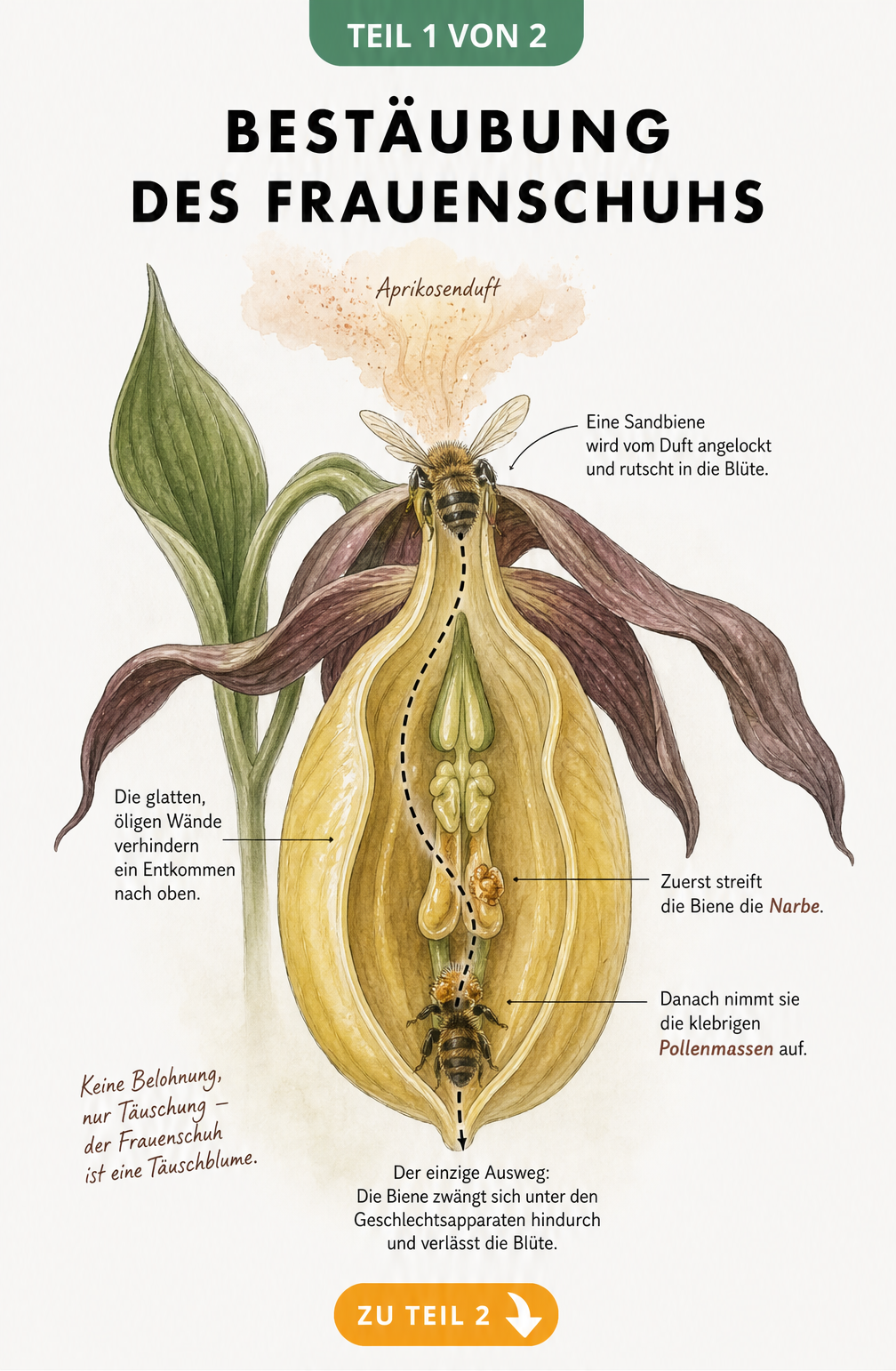Botanische Schnittzeichnung der Frauenschuh-Blüte, die den Weg einer Sandbiene bei der Bestäubung zeigt