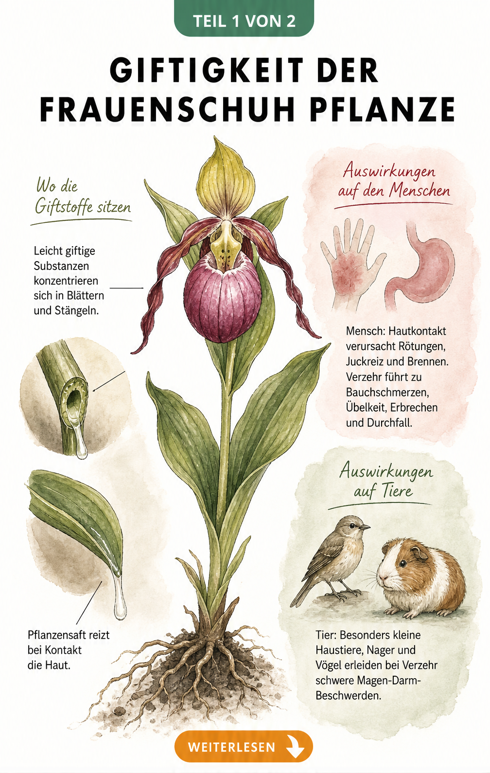 Botanische Illustration der Frauenschuh-Orchidee mit Hinweisen zur Giftigkeit in Blättern und Stängeln sowie Symptomen bei Mensch und Tier