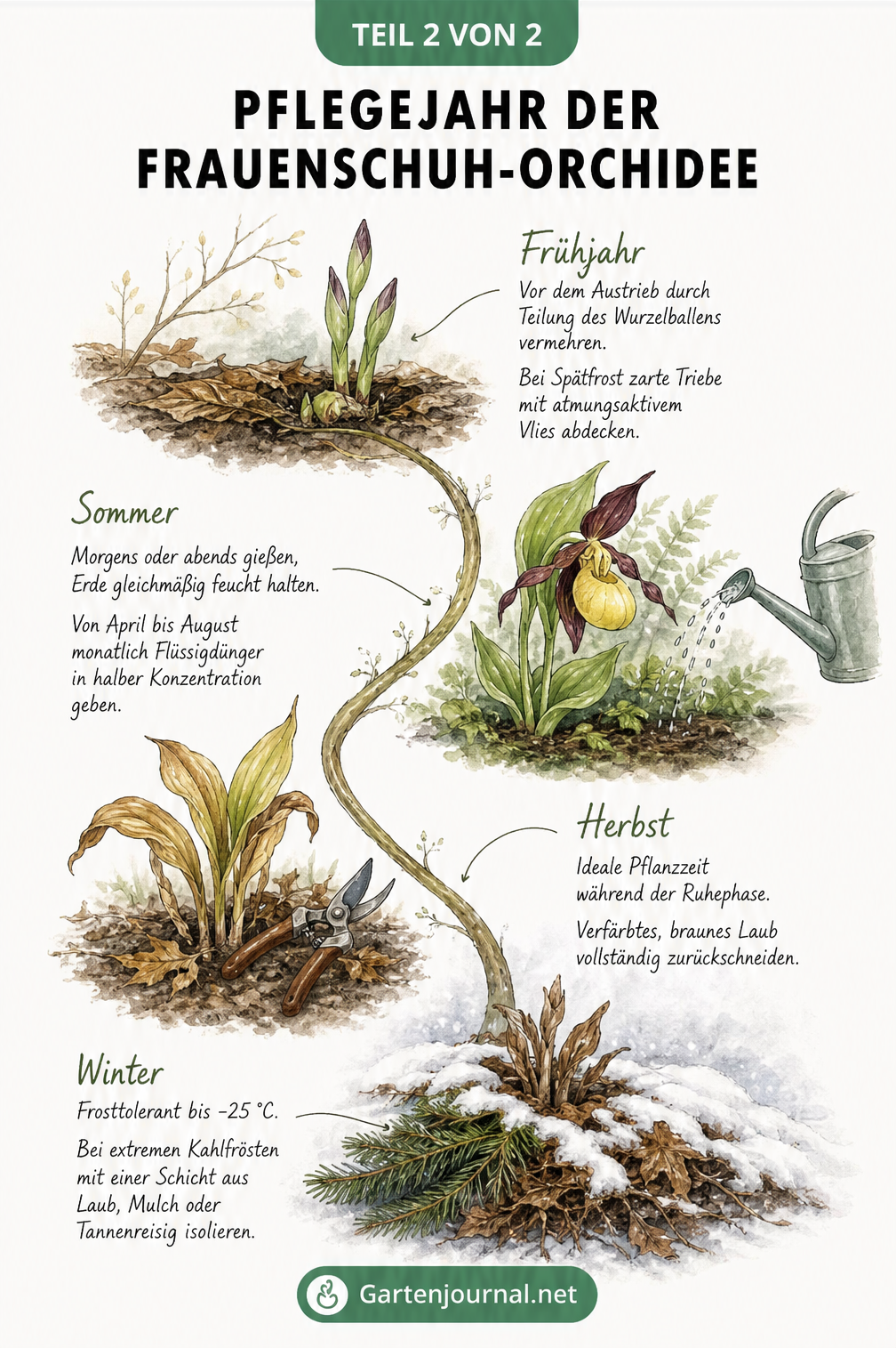 Illustration eines Astes mit vier Vignetten, die die Pflege der Frauenschuh-Orchidee im Frühjahr, Sommer, Herbst und Winter zeigen