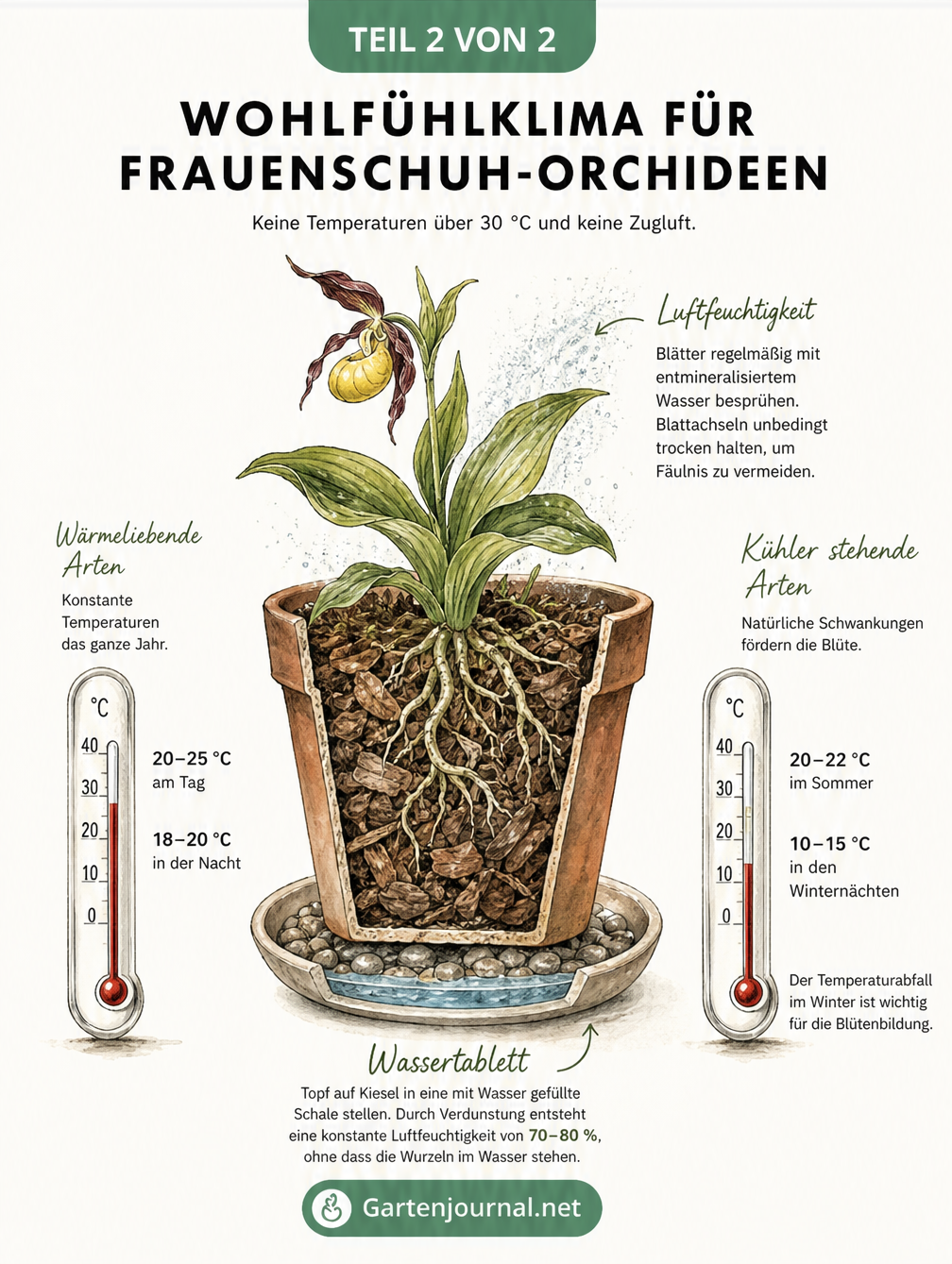 Querschnitt eines Blumentopfs mit Frauenschuh-Orchidee, der Luftfeuchtigkeit und Temperatur für wärmeliebende und kühle Arten zeigt