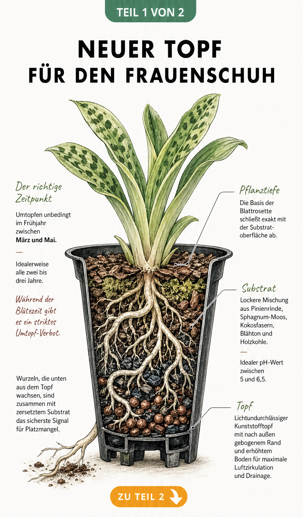 Botanische Querschnitt-Illustration einer Frauenschuh-Orchidee im Topf mit Beschriftung von Substrat und Pflanztiefe