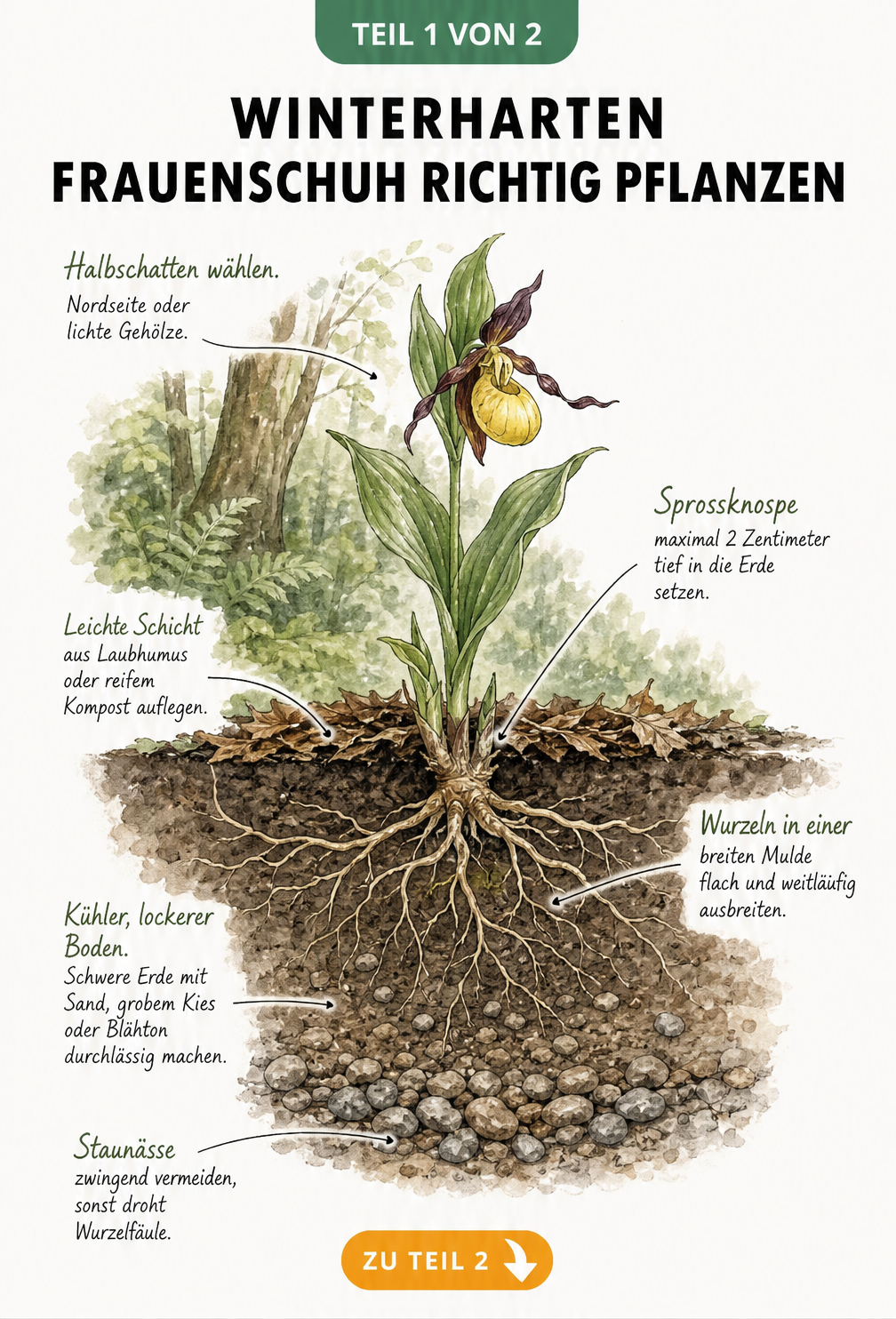 Botanische Querschnitts-Illustration einer winterharten Frauenschuh-Orchidee mit Wurzelwerk im Boden und Pflanztipps
