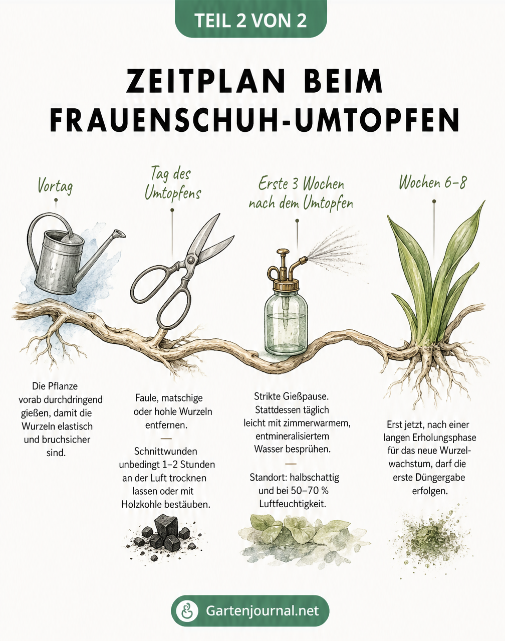 Gezeichneter Zeitstrahl zum Umtopfen einer Frauenschuh-Orchidee mit Pflegehinweisen für die ersten Wochen