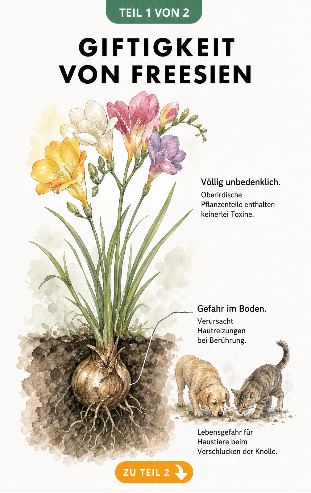 Botanische Illustration einer Freesie, die zeigt, dass Blüten und Blätter ungiftig sind, während die Knolle Hautreizungen verursachen kann und für Haustiere...