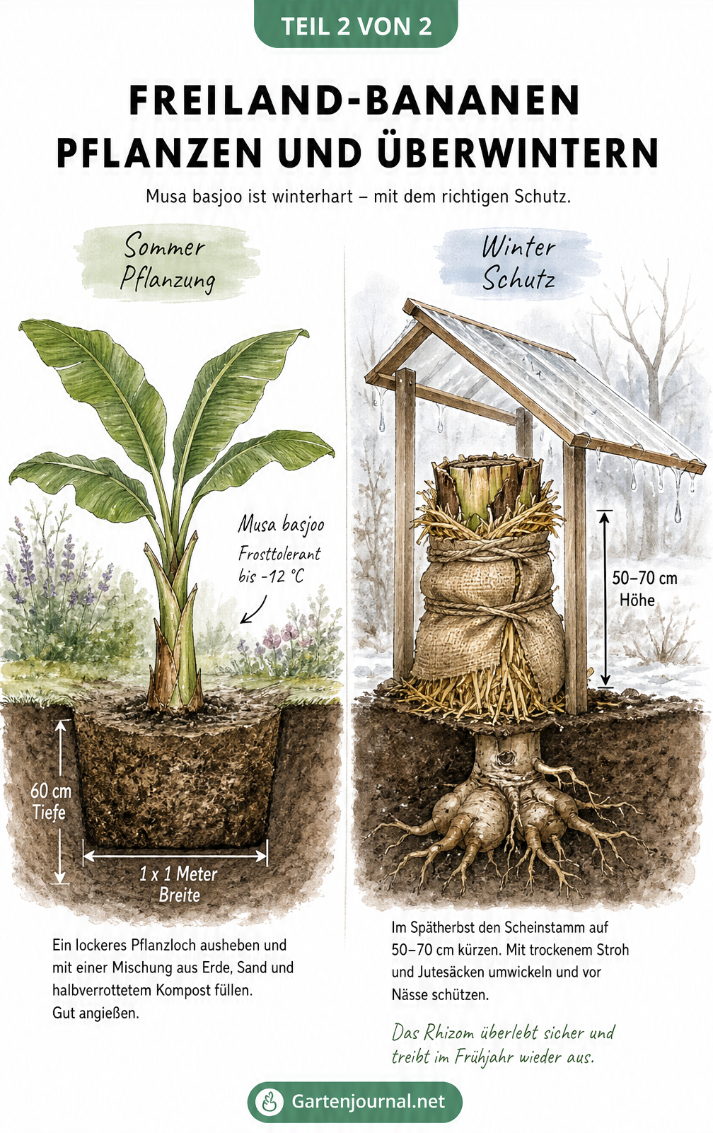 Illustration zur Pflanzung und Überwinterung von Freiland-Bananen der Sorte Musa basjoo.