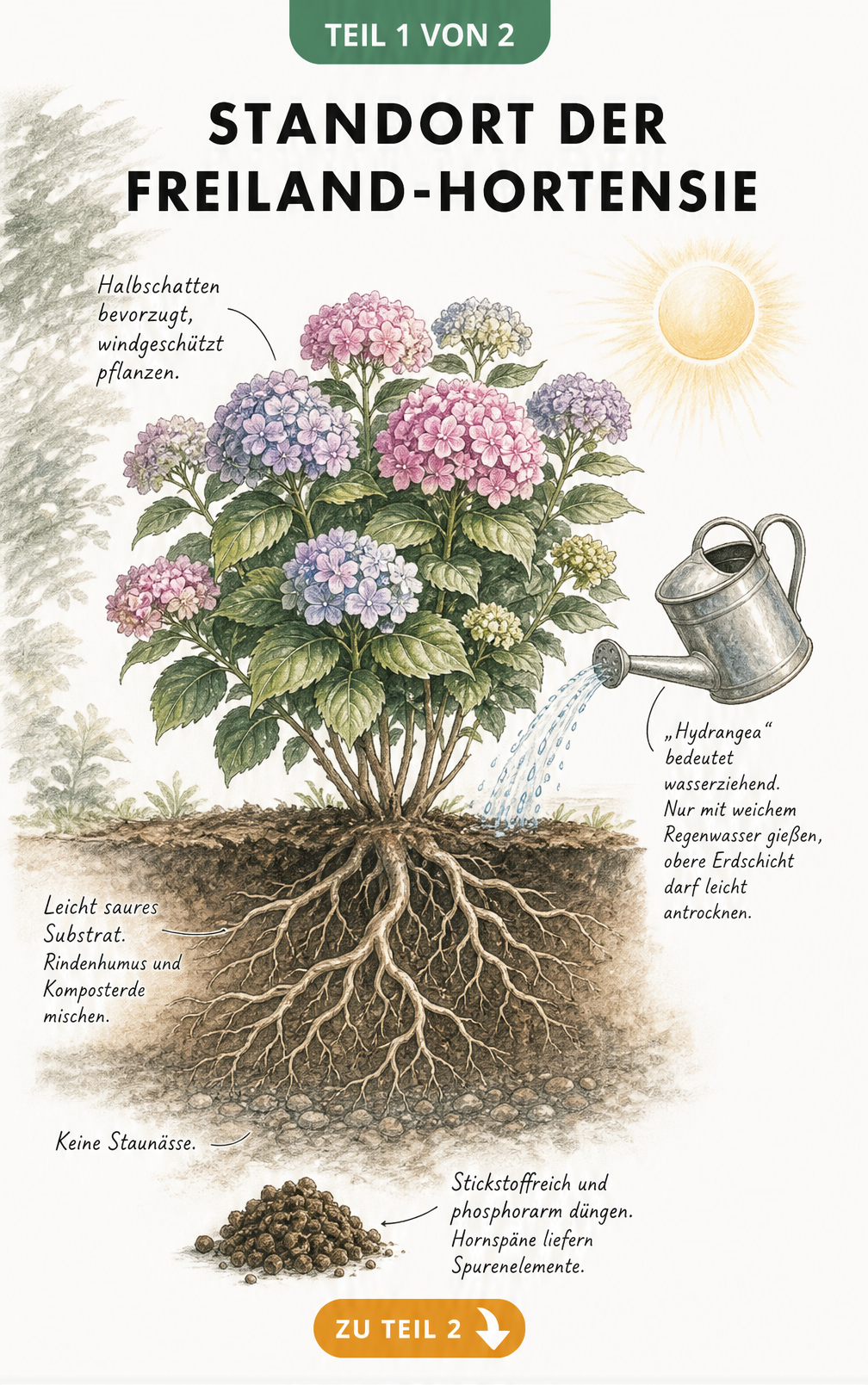 Botanische Illustration einer Freiland-Hortensie mit Wurzelwerk, die den optimalen Standort im Halbschatten und die Bodenansprüche zeigt.