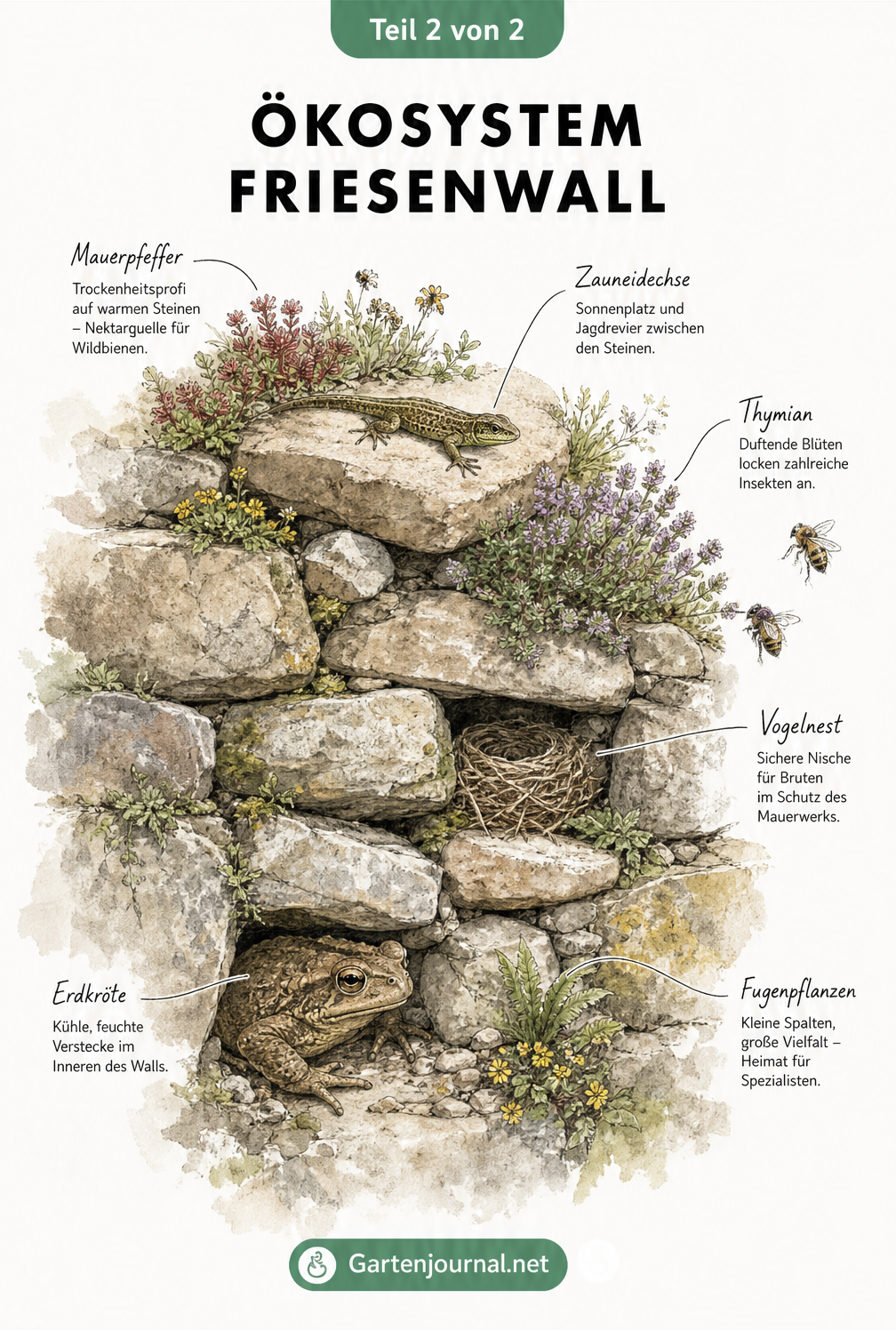 Botanische Illustration eines Friesenwalls mit Erdkröte, Zauneidechse, Mauerpfeffer und Thymian
