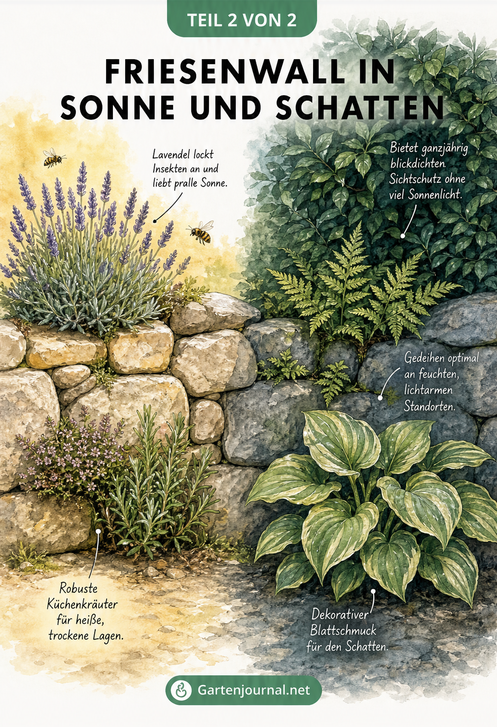 Zweigeteilte Illustration eines Friesenwalls mit Lavendel und Kräutern in der Sonne sowie Farnen und Funkien im Schatten