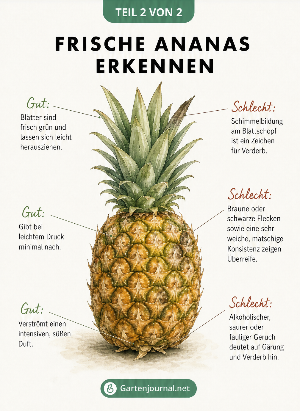 Illustration zur Erkennung einer frischen oder verdorbenen Ananas anhand von Blättern, Schale und Geruch