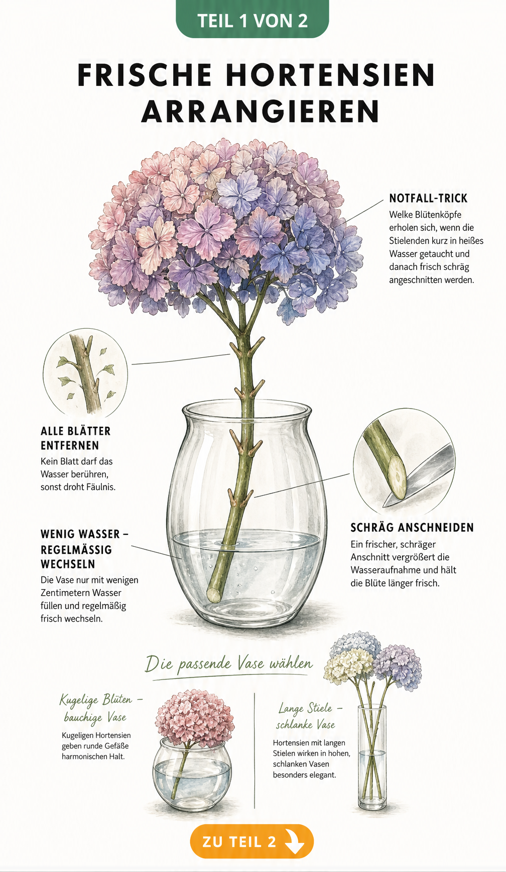 Illustration einer Hortensie in einer Glasvase mit Pflegetipps wie schrägem Anschnitt und wenig Wasser