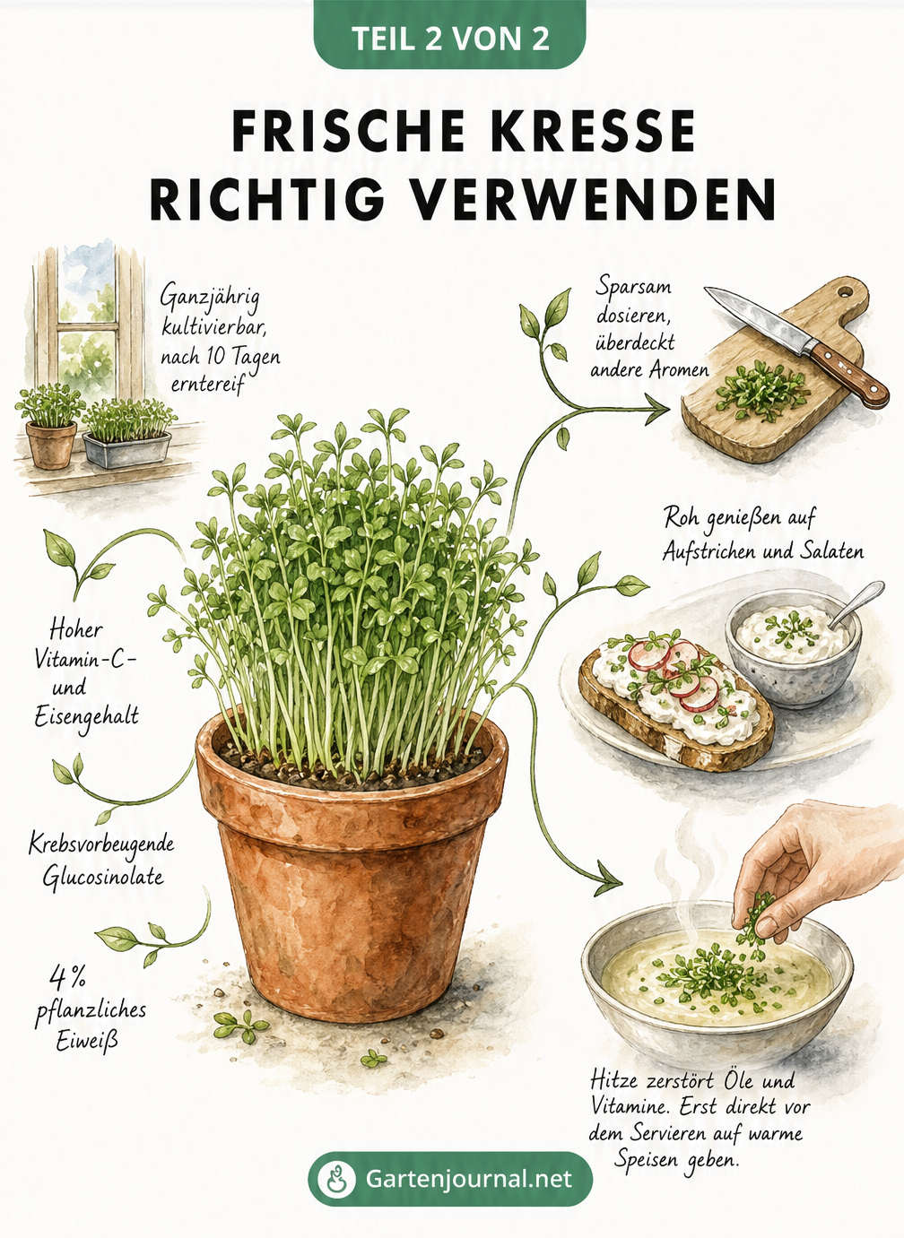 Aquarell-Illustration: Frische Kresse im Tontopf und Tipps zur Verwendung in der Küche