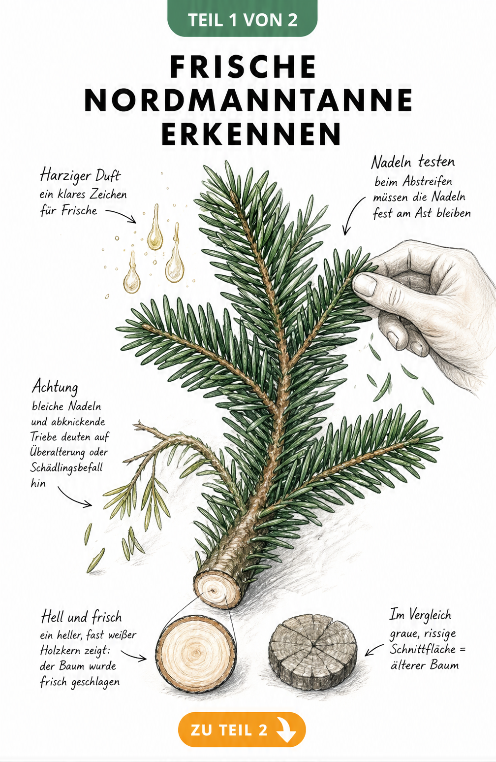 Botanische Illustration eines Nordmanntannenzweigs mit heller Schnittfläche und festen, dunkelgrünen Nadeln