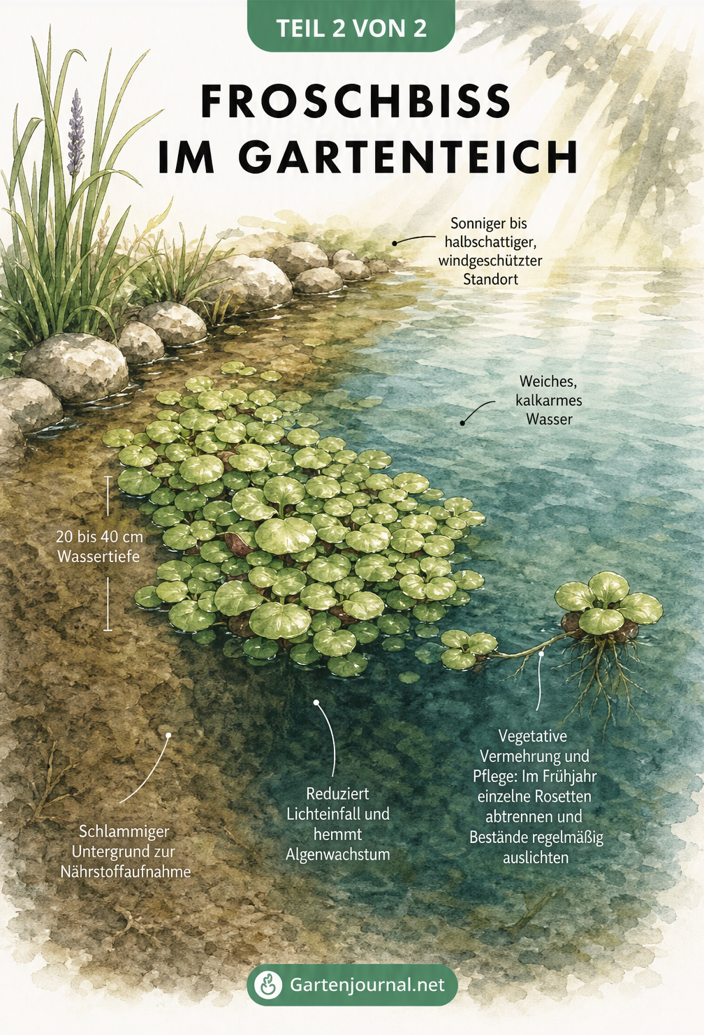 Skizze eines Gartenteichs mit Froschbiss in der flachen Uferzone