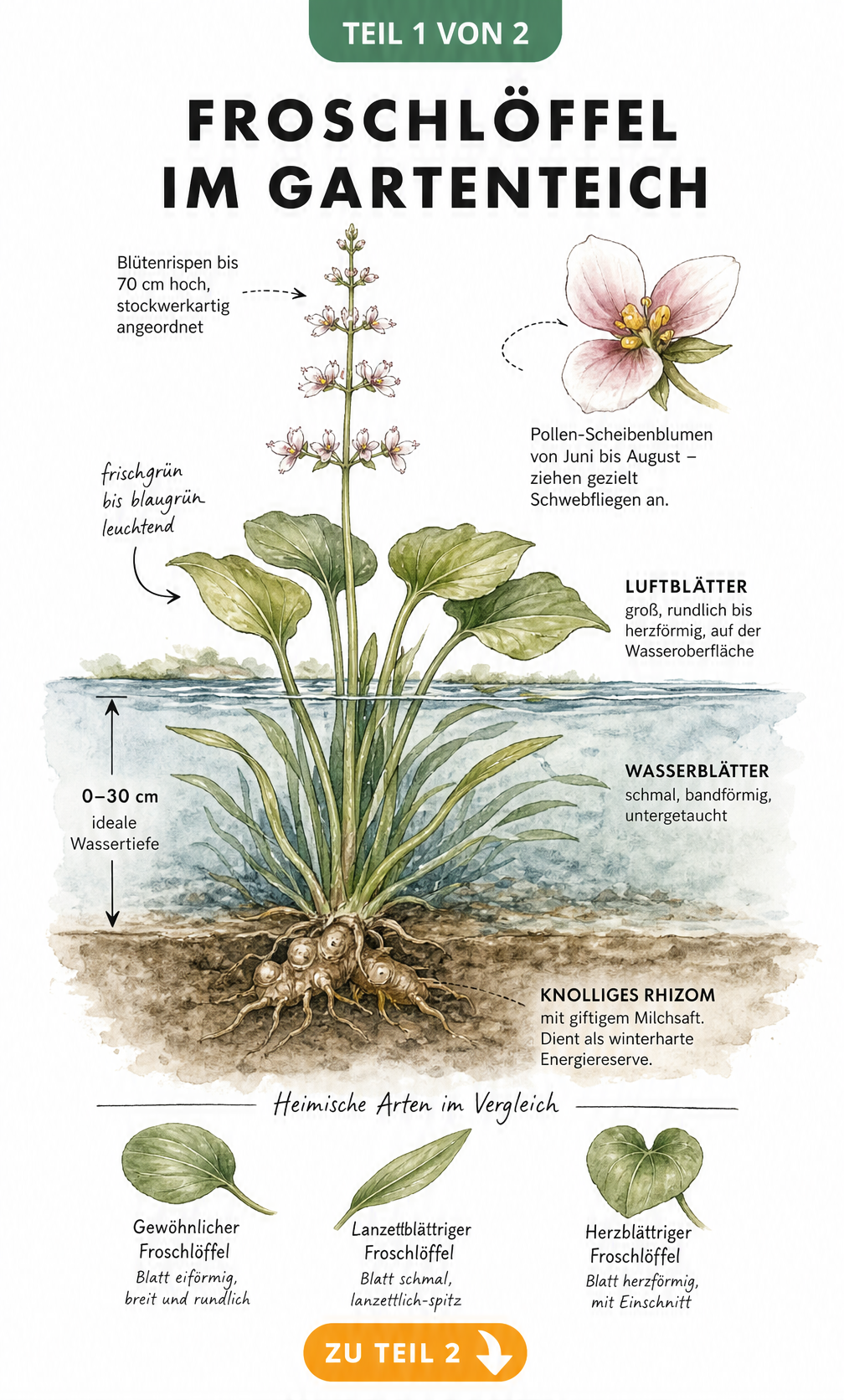 Botanische Querschnitt-Illustration des Froschlöffels im Gartenteich mit Rhizom, Wasserblättern, Luftblättern, Blüten und den Blattformen dreier heimischer...