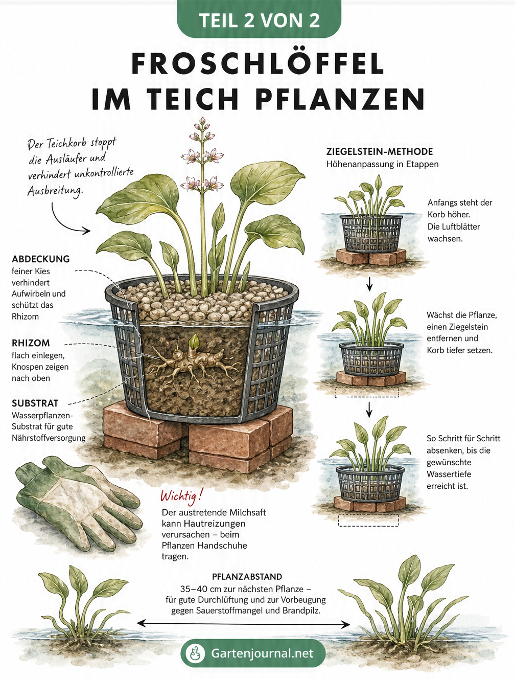 Illustration zum Pflanzen von Froschlöffel in einen Teichkorb mit Ziegelstein-Methode zur Höhenanpassung und Warnung vor giftigem Milchsaft
