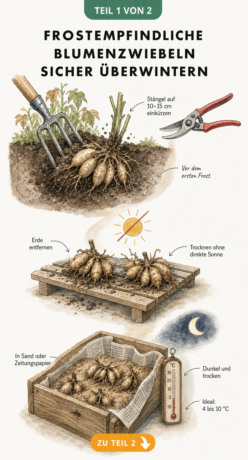 Illustration zum Ausgraben, Trocknen und Lagern von frostempfindlichen Blumenzwiebeln wie Dahlien