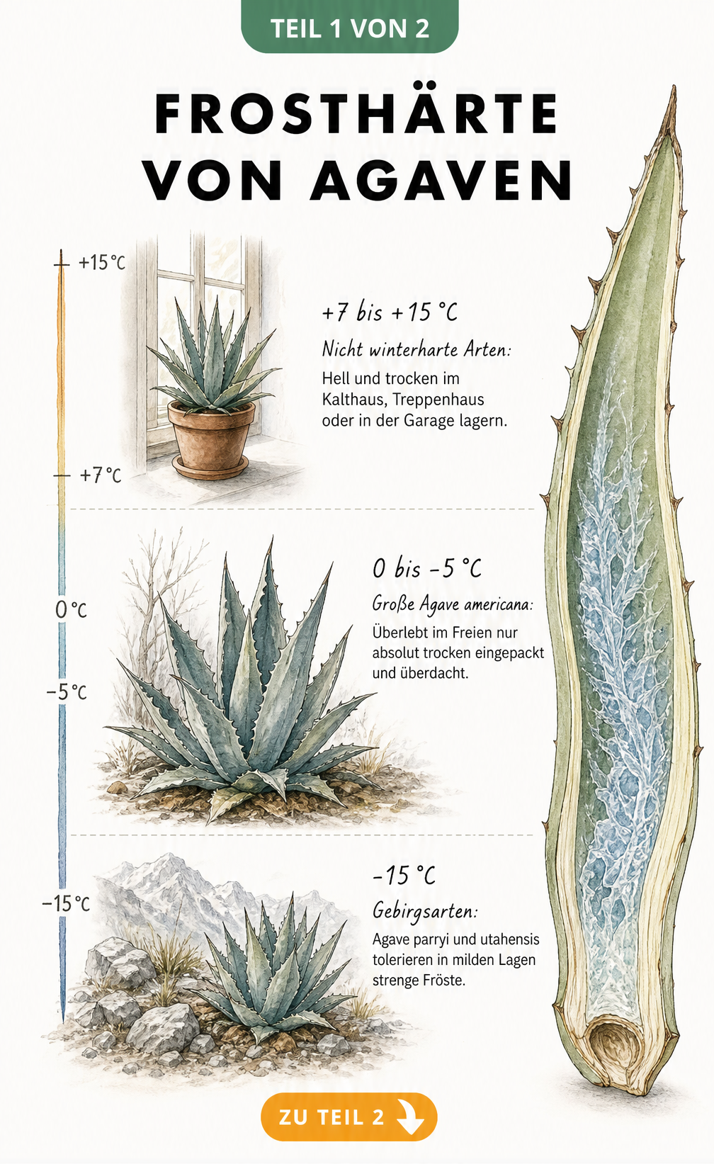 Botanische Illustration der Frosthärte verschiedener Agaven-Arten bei unterschiedlichen Temperaturen