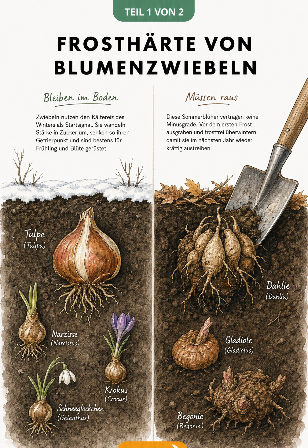 Illustration der Frosthärte von Blumenzwiebeln: Tulpenzwiebel im Winterboden und Dahlienknolle im Herbstboden