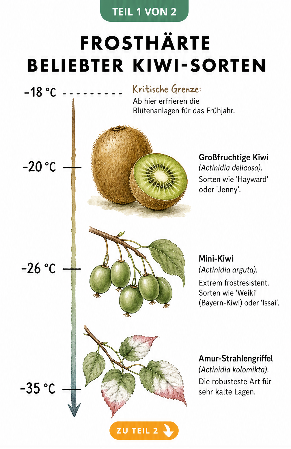 Temperaturskala zur Frosthärte verschiedener Kiwi-Sorten wie Hayward, Weiki und Amur-Strahlengriffel