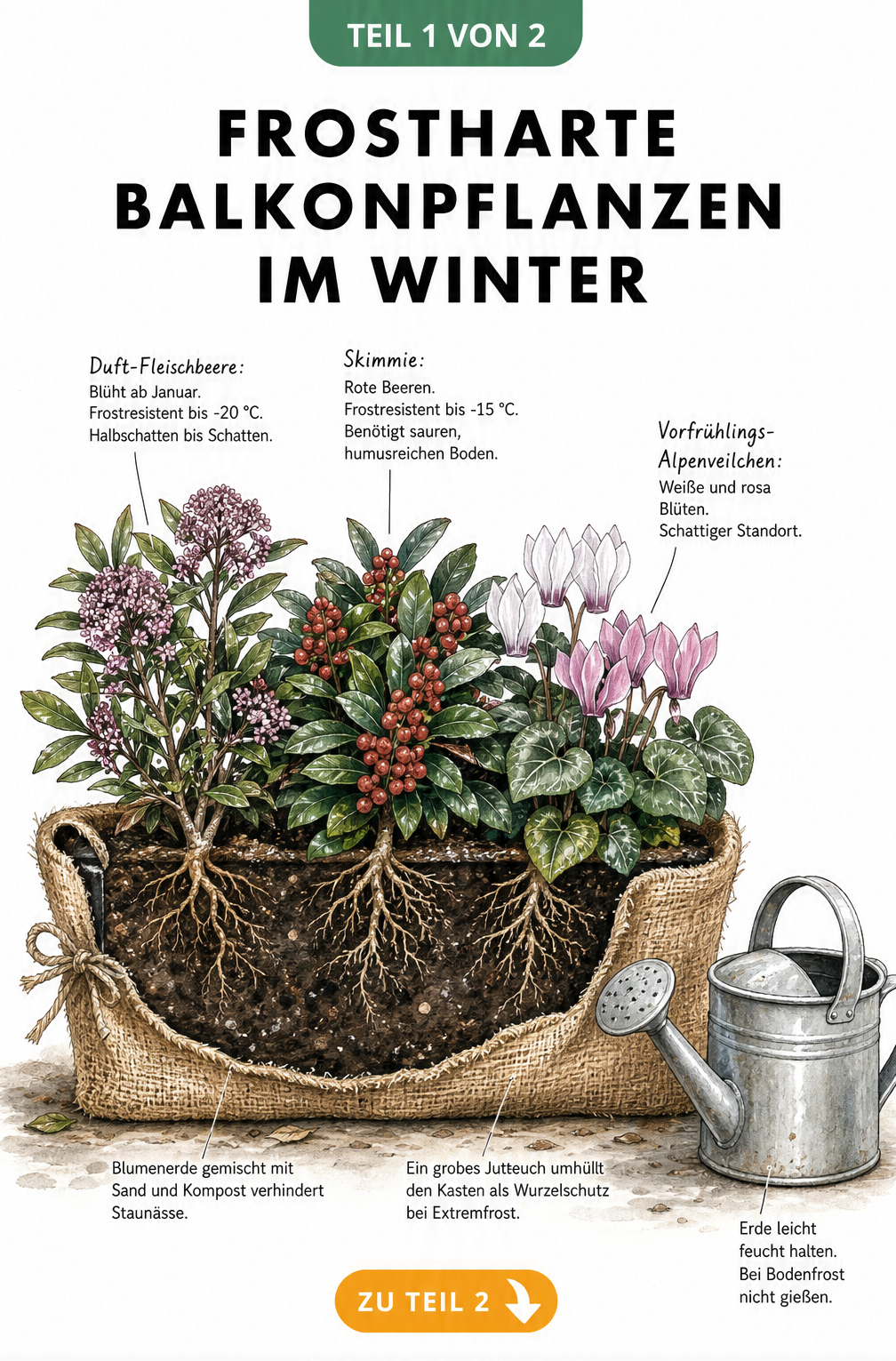 Querschnitt eines bepflanzten Balkonkastens mit frostharten Pflanzen wie Duft-Fleischbeere, Skimmie und Vorfrühlings-Alpenveilchen im Winter.