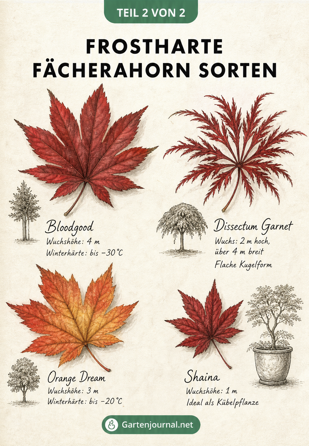 Botanische Zeichnung von vier frostharten Fächerahorn-Sorten mit Blättern in Herbstfarben und Angaben zu Wuchshöhe und Winterhärte
