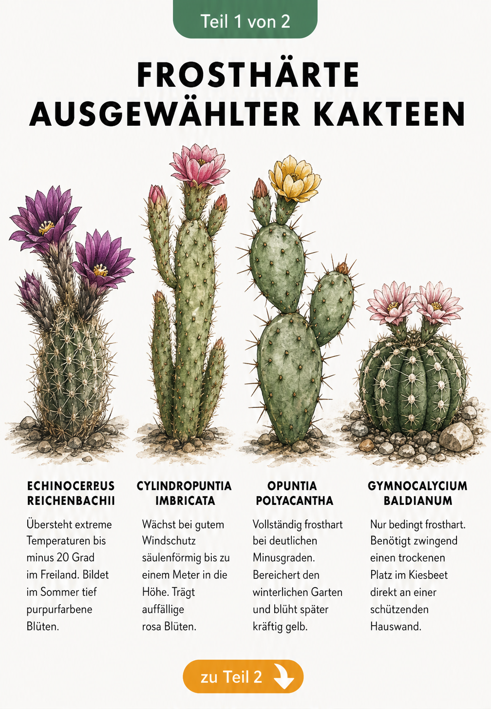 Botanische Illustration von vier frostharten Kakteenarten mit Angaben zur Winterhärte und Blüte