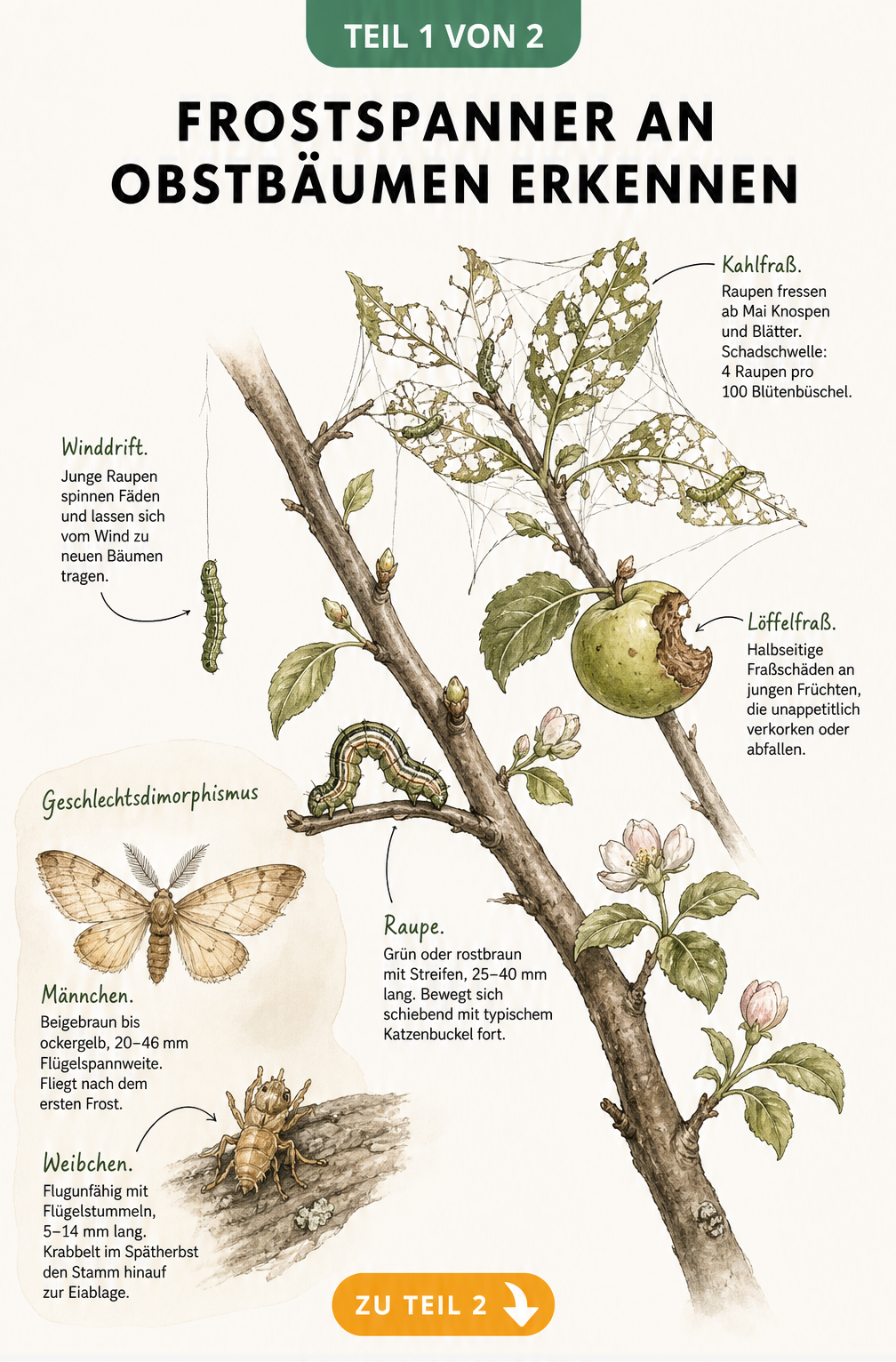 Botanische Illustration eines Apfelbaumastes mit den Lebensstadien des Frostspanners, von Falter und Raupe bis zu Fraßschäden an Blättern und Früchten.
