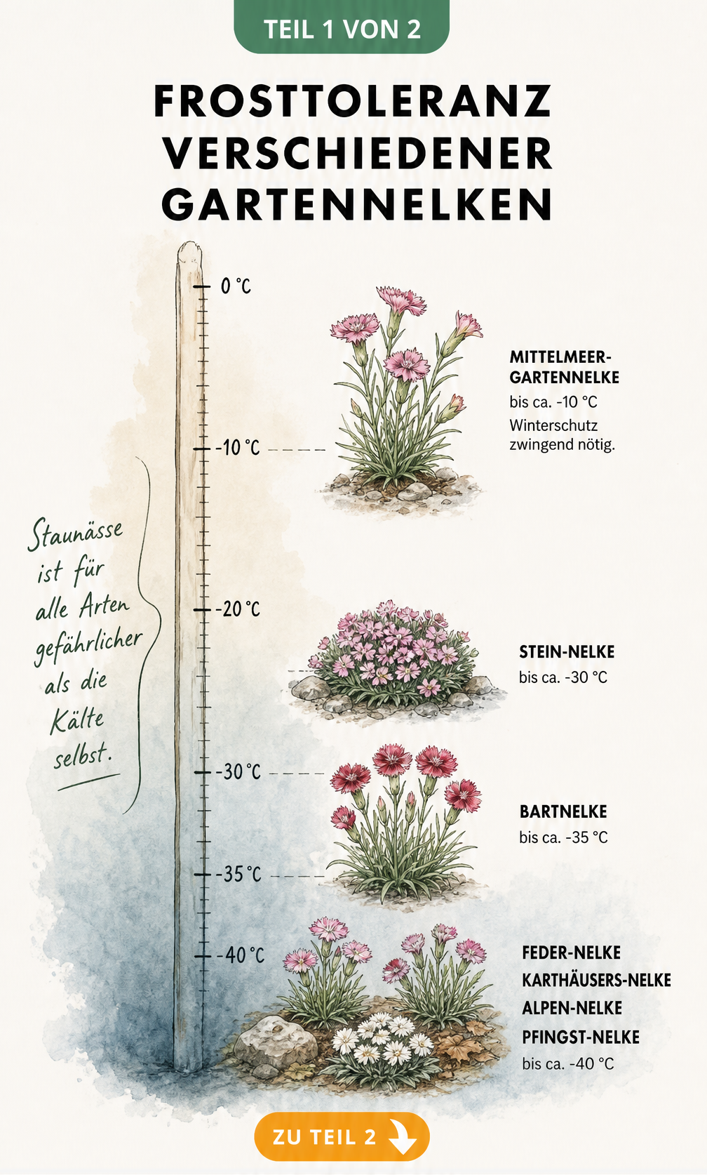 Illustration einer Temperaturskala, die die Frosttoleranz verschiedener Gartennelken wie Mittelmeer-Nelke, Stein-Nelke und Bartnelke bis -40 Grad Celsius zeigt.