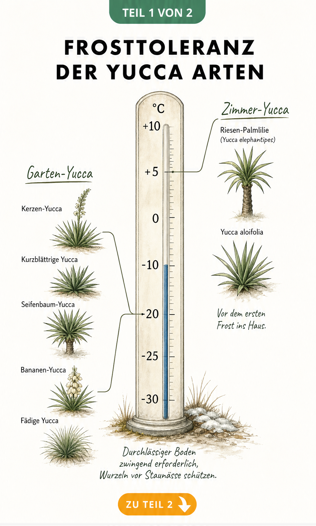 Illustration einer Temperaturskala, die die Frosttoleranz verschiedener Yucca-Arten von +10 bis -30 Grad Celsius zeigt.