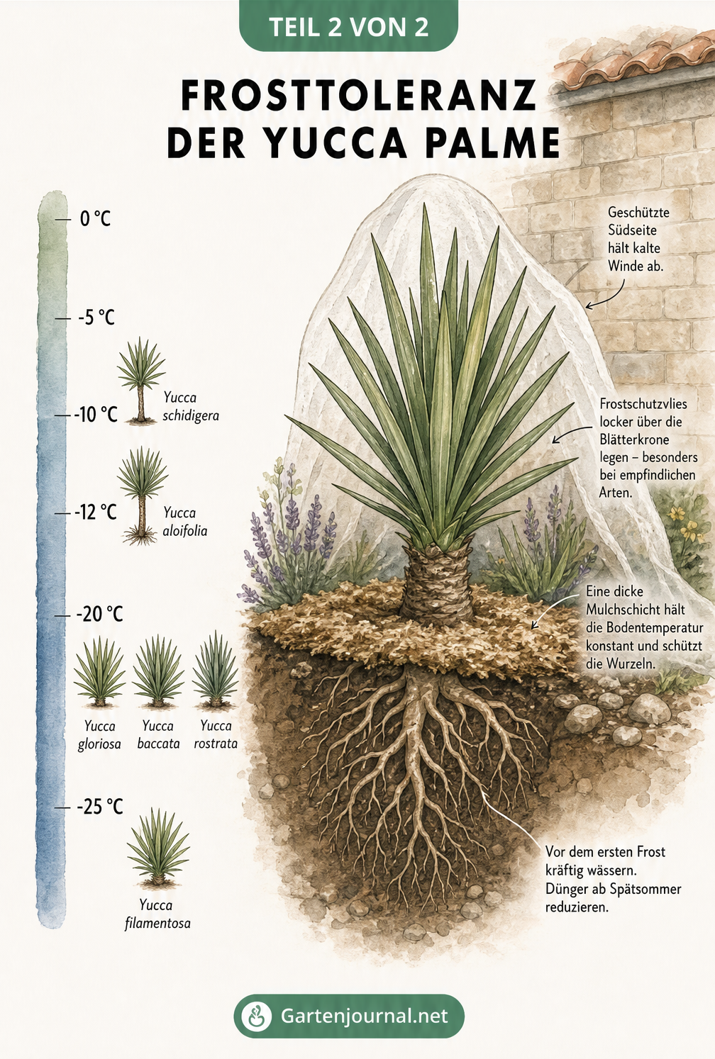 Temperaturskala mit verschiedenen Yucca-Arten und deren Frosttoleranz sowie eine Querschnittzeichnung einer optimal überwinterten Yucca im Freiland