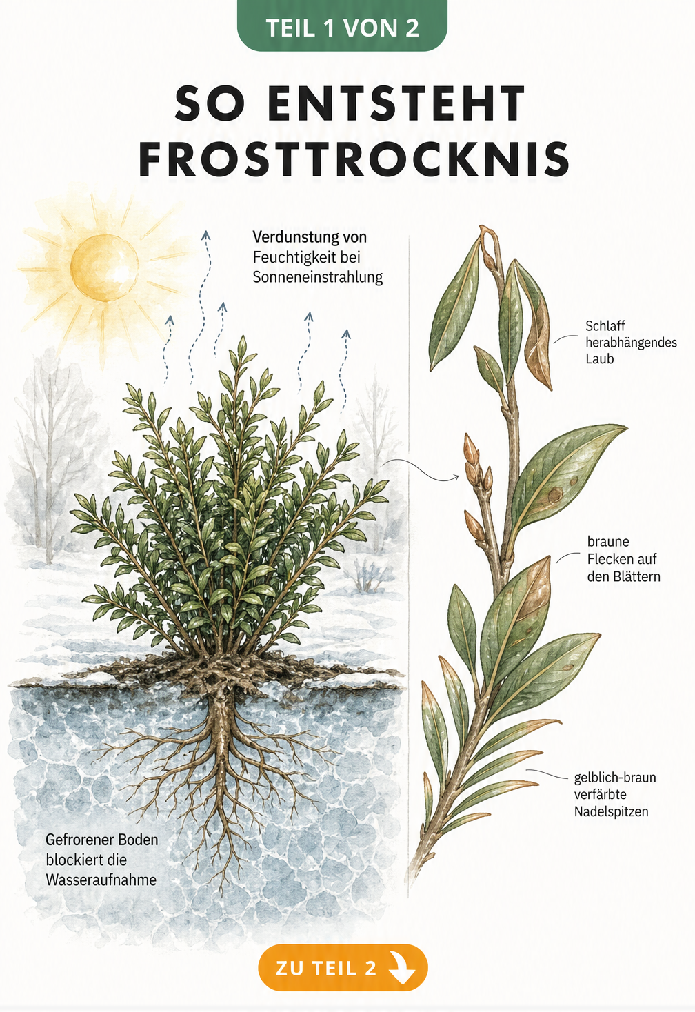 Botanische Schnittgrafik zeigt die Entstehung von Frosttrocknis an einem immergrünen Strauch im Winter