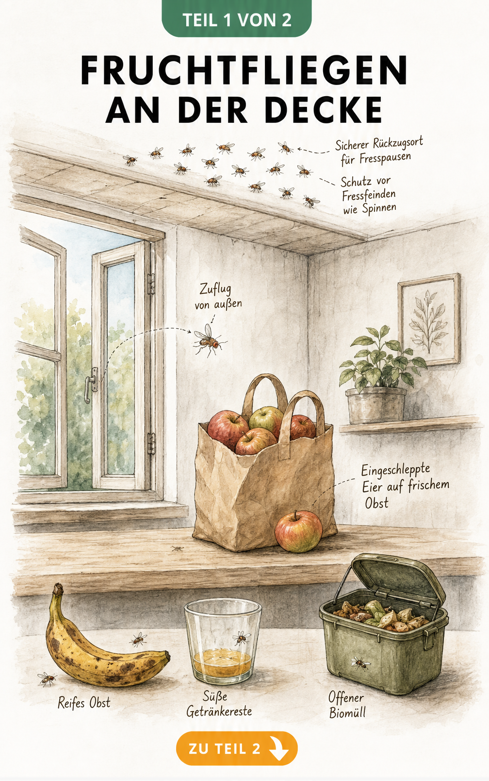 Querschnitt eines Raumes zeigt Fruchtfliegen an der Decke als sicheren Rückzugsort, Zuflug durchs Fenster und Lockstoffe wie reifes Obst und offenen Biomüll.