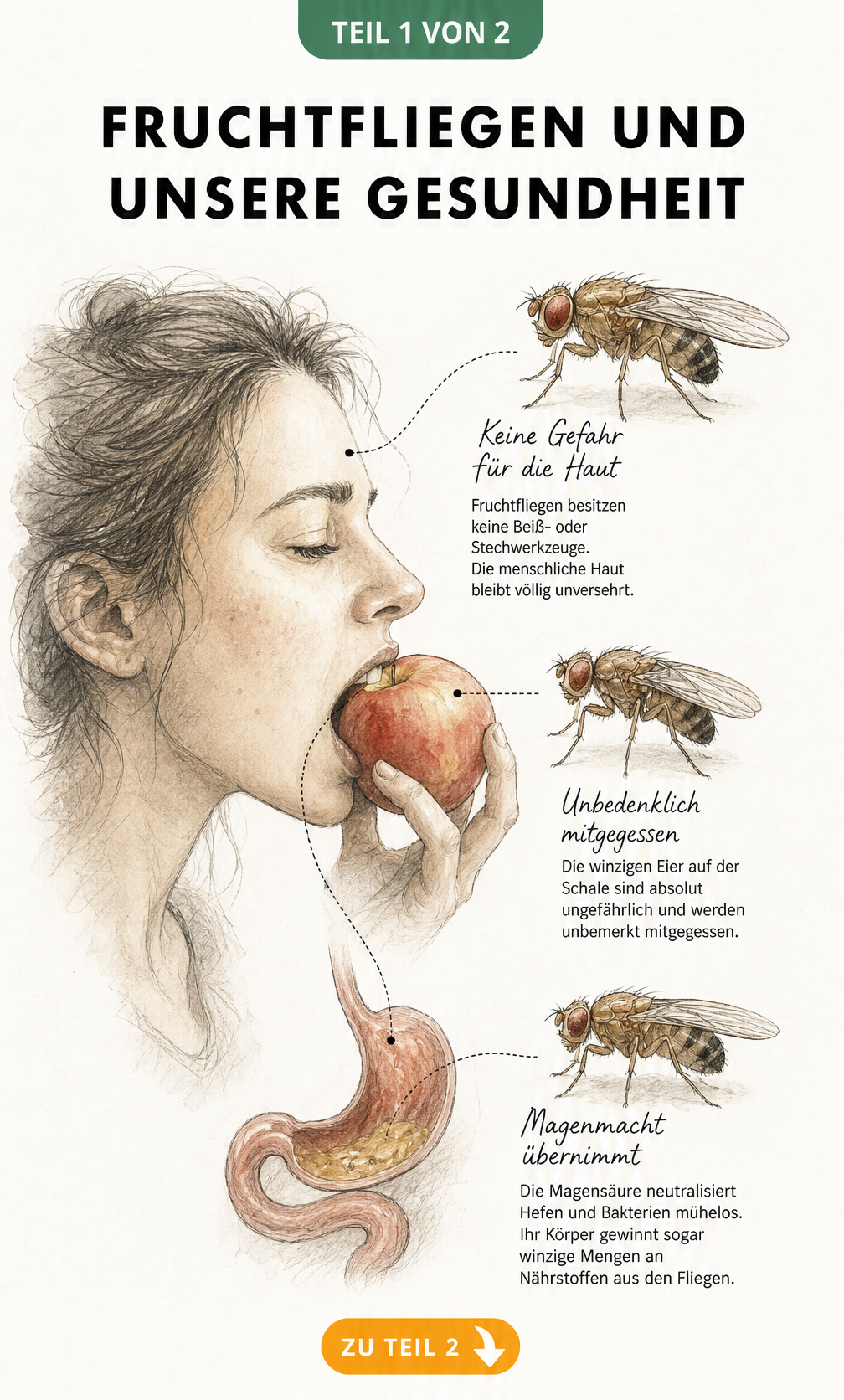 Anatomische Skizze eines Menschen, der in einen Apfel beißt, mit Erklärungen zur Harmlosigkeit von Fruchtfliegen für Haut und Magen.