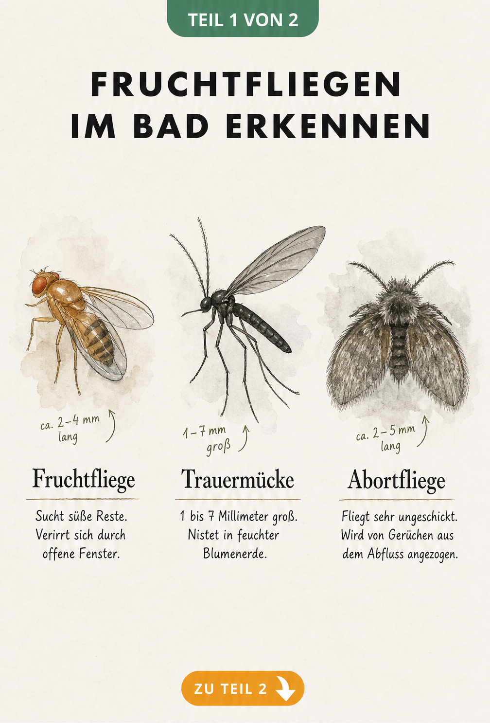 Illustration von Fruchtfliege, Trauermücke und Abortfliege mit Erkennungsmerkmalen
