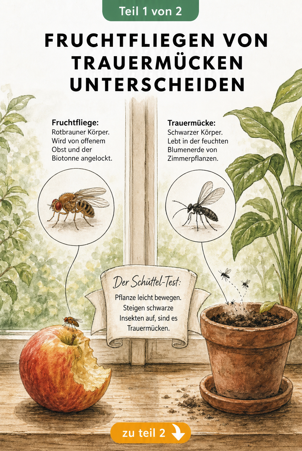 Illustration zur Unterscheidung von Fruchtfliegen und Trauermücken an der Fensterbank