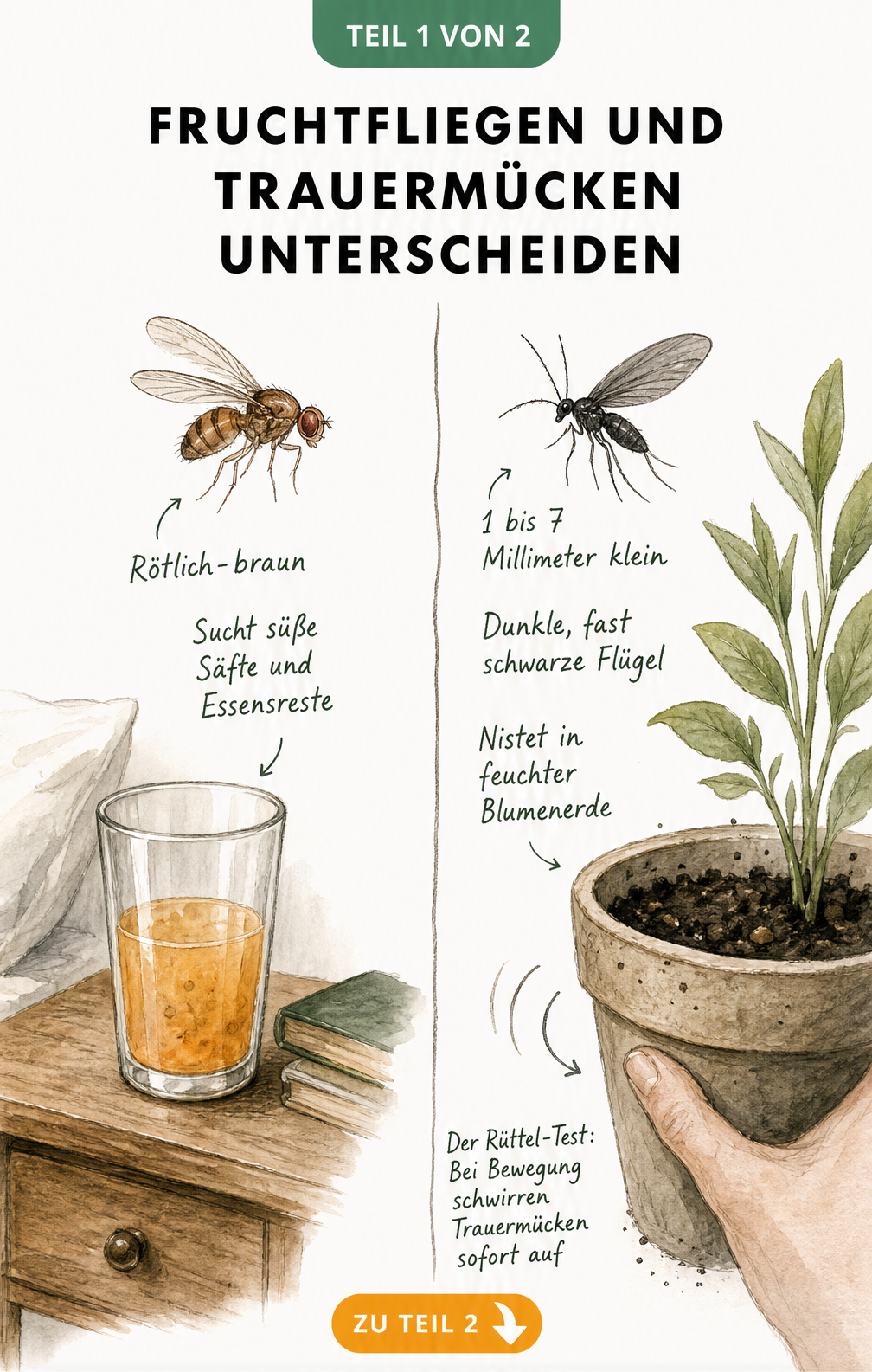 Illustration einer Fruchtfliege über einem Saftglas und einer Trauermücke über einem Pflanzentopf mit ihren jeweiligen Merkmalen