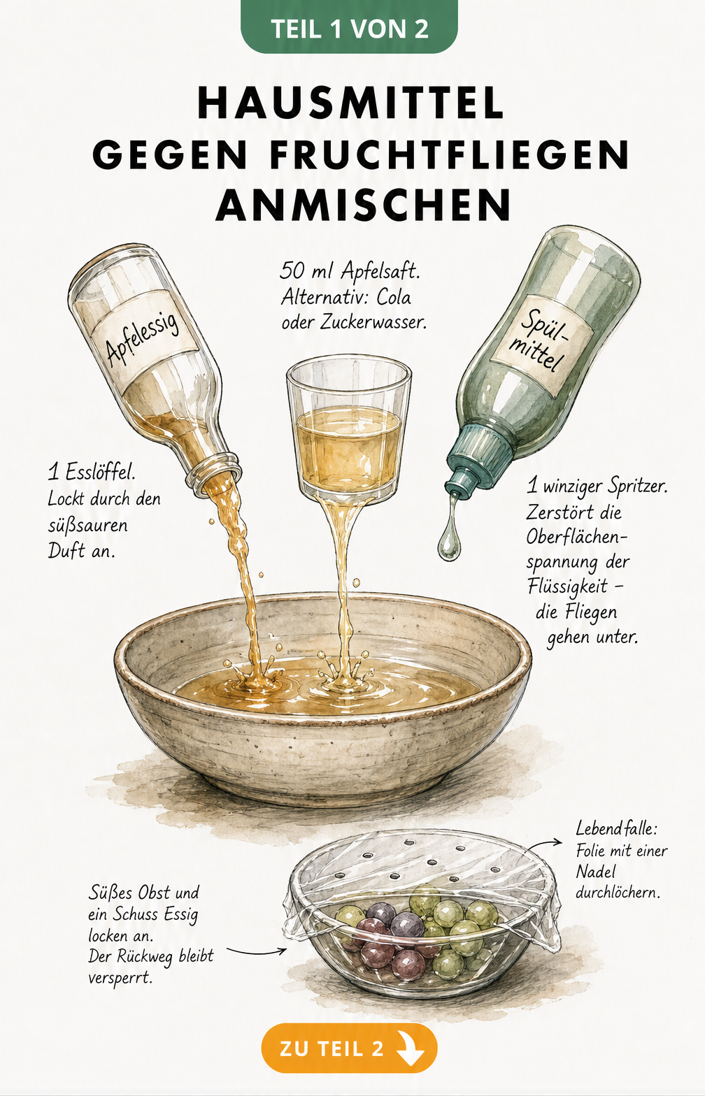 Illustration einer Fruchtfliegenfalle mit Apfelessig, Saft und Spülmittel in einer flachen Schale