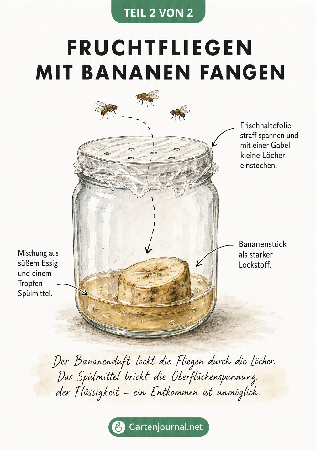 Zeichnung einer Fruchtfliegenfalle aus einem Einmachglas mit Bananenstück und Essig-Spülmittel-Mischung