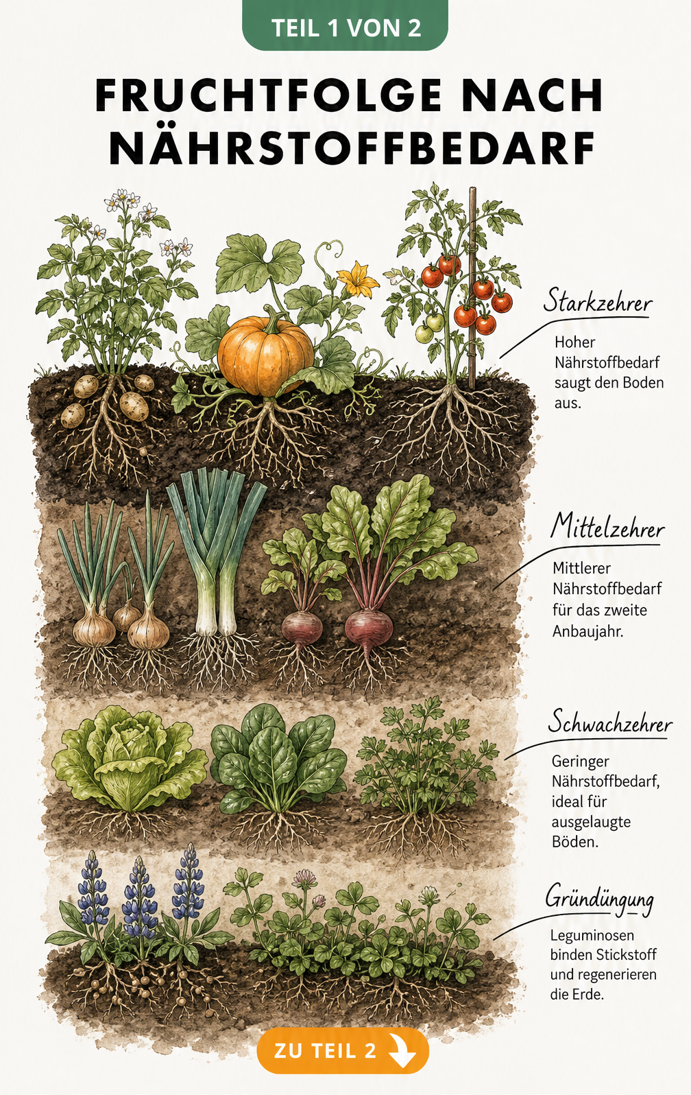 Querschnitt eines Gartenbodens mit vier Erdschichten, die den Nährstoffbedarf von Starkzehrern, Mittelzehrern, Schwachzehrern und Gründüngung zeigen.