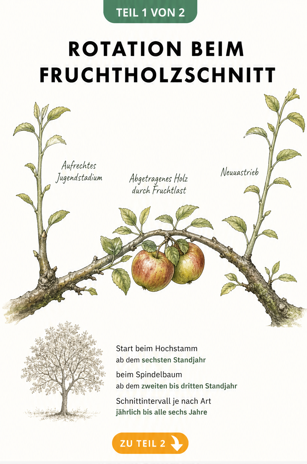 Botanische Illustration der Entwicklung eines Fruchtastes vom aufrechten Jugendstadium über abgetragenes Holz bis zum Neuaustrieb