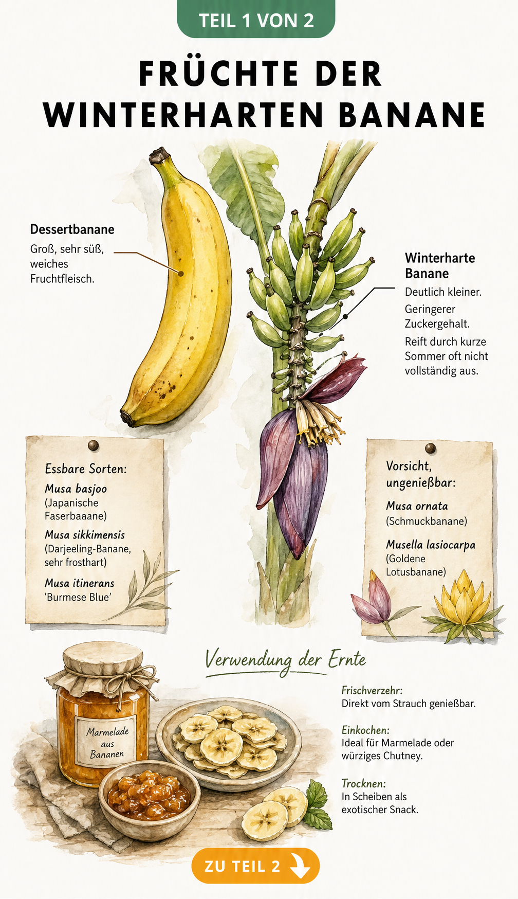 Botanische Illustration der Früchte einer winterharten Banane im Vergleich zur Dessertbanane mit Sortenübersicht und Verwendungsmöglichkeiten