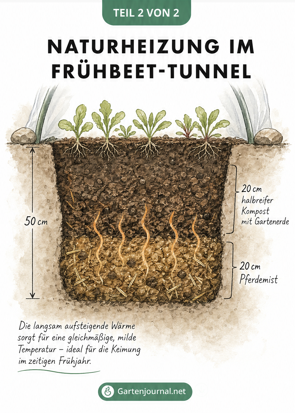 Querschnitt des Bodens unter einem Frühbeet-Tunnel mit Schichten aus Pferdemist und Kompost